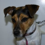 JACK RUSSEL TERRIERmod