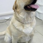 LABRADOR BEAU (1)mod