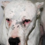 LEO DOGO (3)mod